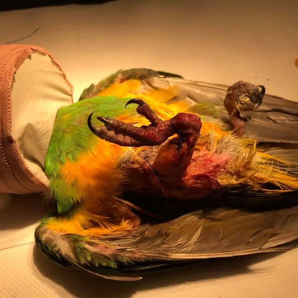 papagáj műtét