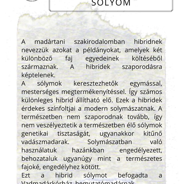 hibrid sólyom